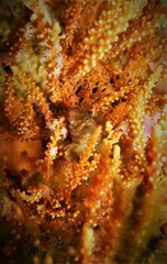 Parablennius tasmanianus