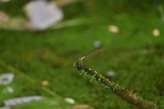 Ceriagrion chaoi