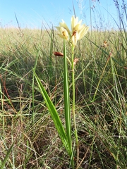 Eulophia welwitschii