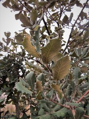 Quercus crassifolia
