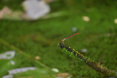 Ceriagrion chaoi