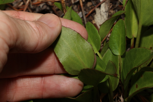 Image of Liparophyllum exaltatum by (c) Greg Tasney, some rights reserved (CC BY-SA)