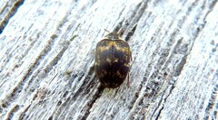Anthrenus fuscus