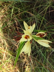 Eulophia welwitschii