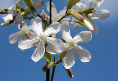 Saponaria officinalis