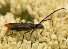 Stenoderus suturalis