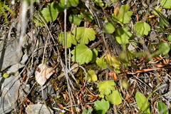 Ranunculus multiscapus