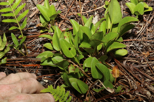 Image of Erect Marsh Flower (Liparophyllum exaltatum) by (c) Greg Tasney, some rights reserved (CC BY-SA)
