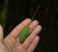 Liparophyllum exaltatum