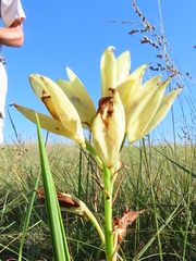 Eulophia welwitschii