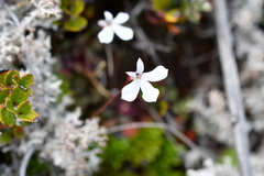 Lobelia linnaeoides