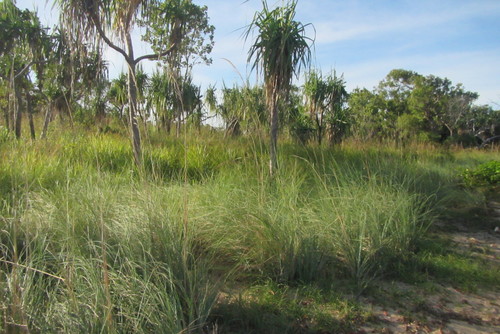 Chrysopogon elongatus