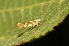 Argyresthia goedartella