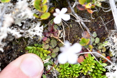 Lobelia linnaeoides