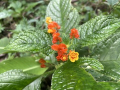 Chrysothemis pulchella