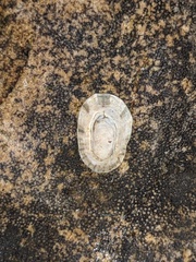 Patelloida latistrigata