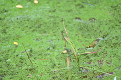 Ceriagrion chaoi
