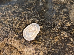 Patelloida latistrigata