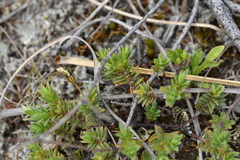 Pimelea oreophila