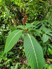 Sanchezia parvibracteata