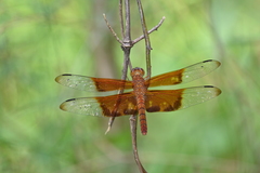 Camacinia gigantea