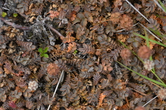Acaena inermis