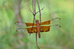 Camacinia gigantea
