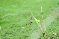 Ceriagrion chaoi