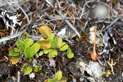 Brachyscome sinclairii