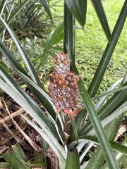 Ananas comosus