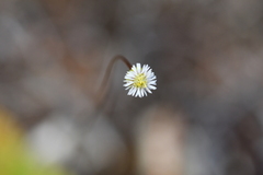 Brachyscome sinclairii