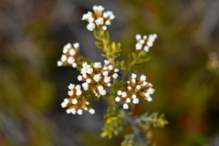 Ozothamnus leptophyllus