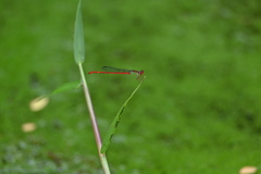Ceriagrion chaoi