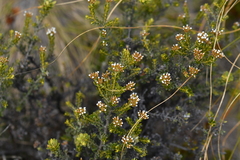 Ozothamnus leptophyllus