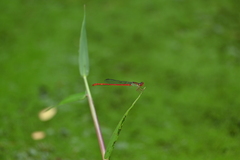 Ceriagrion chaoi