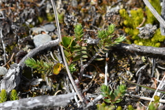 Pimelea oreophila