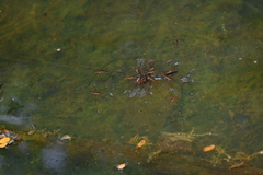 Limnometra