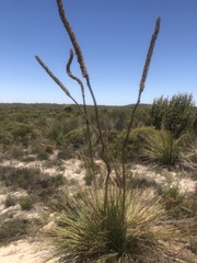 Xanthorrhoea caespitosa