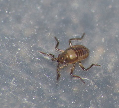 Microvelia