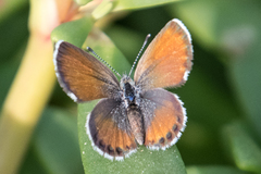 Brephidium exilis