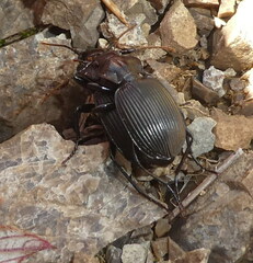 Licinus