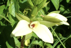 Eulophia parvilabris