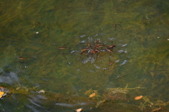 Limnometra