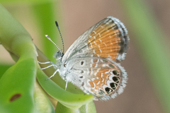 Brephidium exilis