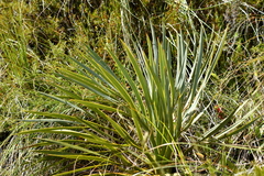 Aciphylla horrida