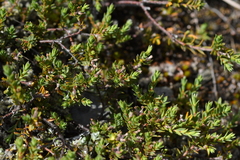 Pimelea oreophila