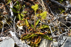 Anisotome aromatica