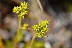 Anisotome aromatica