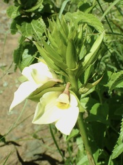 Eulophia parvilabris