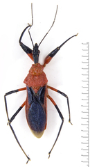 Agyrius podagricus